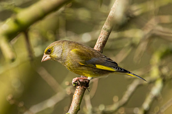 Greenfinch - WT Summer Leys
