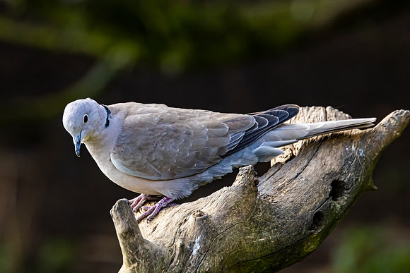 Collard Dove - WT Summer Leys