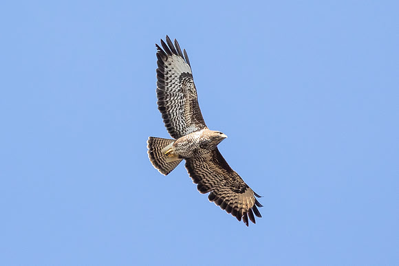Buzzard - WT Summer Leys