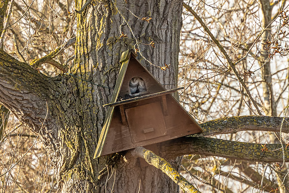 Barn Owls - RSPB Fowlmere