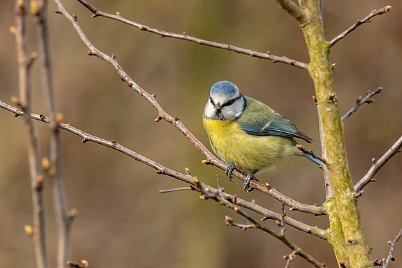 Blue Tit - RSPB Fowlmere