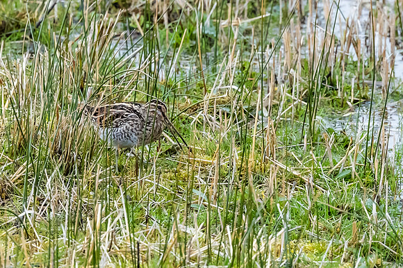 Snipe - RSPB Fowlmere