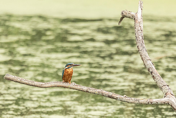 Kingfisher - RSPB Rye Meads