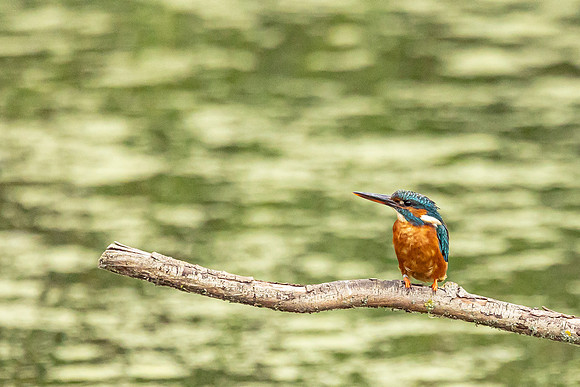 Kingfisher - RSPB Rye Meads