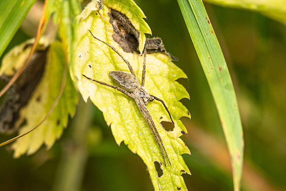 Spider - RSPB Rye Meads