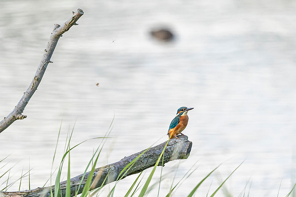 Kingfisher - RSPB Fowlmere