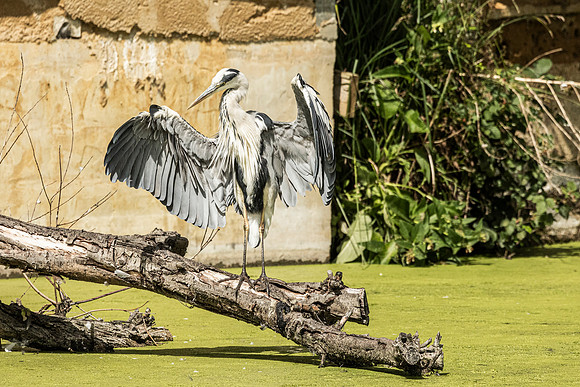 Heron - RSPB Rye Meads