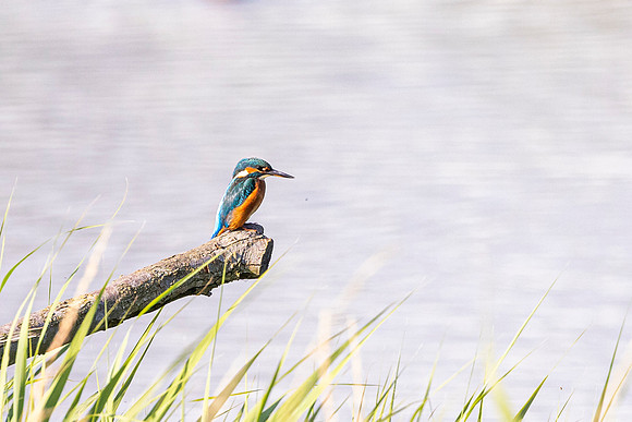 Kingfisher - RSPB Fowlmere