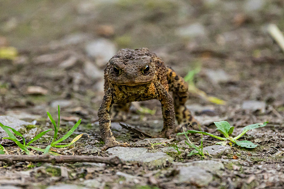 Toad - RSPB Fowlmere