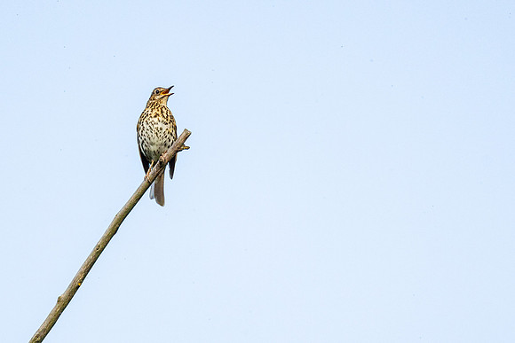 Song Thrush - RSPB Fowlmere