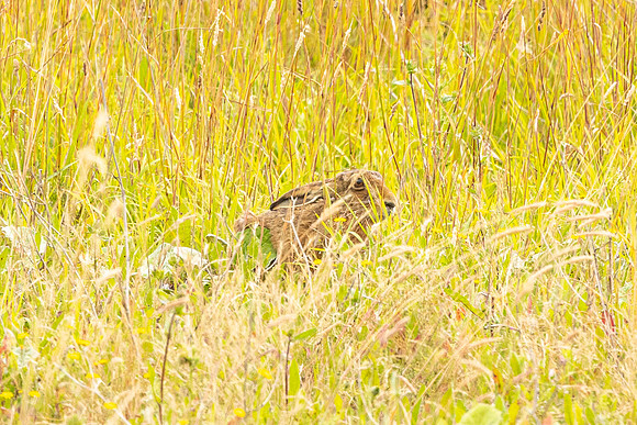 Hare - RSPB Otmoor
