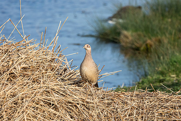 Pheasant - RSPB Fowlmere