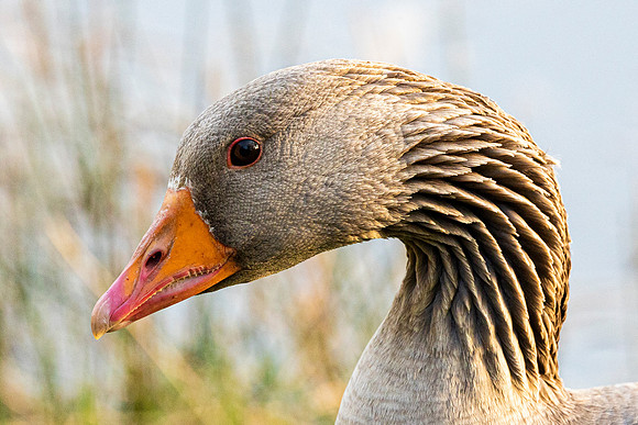 Greylag Geese - RSPB Fowlmere