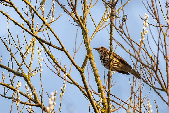 Song Thrush - RSPB Fowlmere