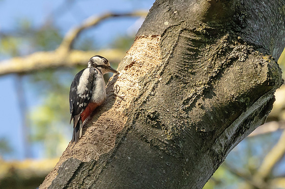 Great Spotted Woodpeck - RSPB Fowlmere
