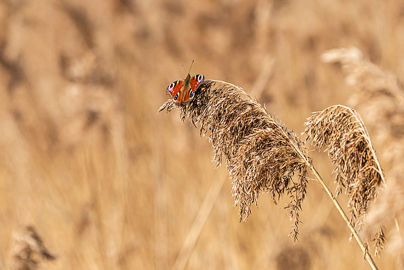 Butterfly - RSPB Fowlmere
