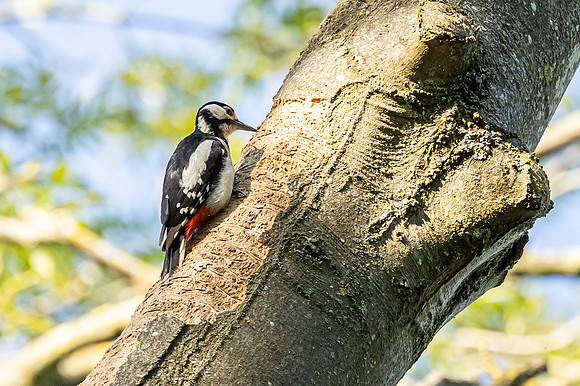 Great Spotted Woodpecker - RSPB Fowlmere