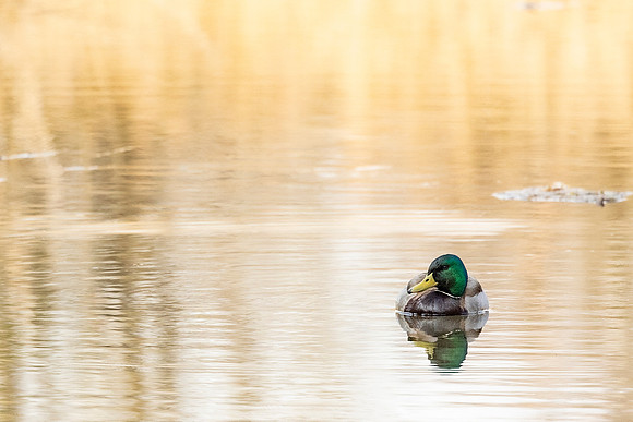 Mallard - RSPB Fowlmere