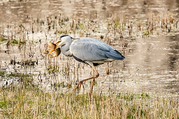 Heron - RSPB Fowlmere