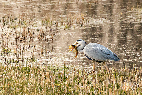 Heron - RSPB Fowlmere