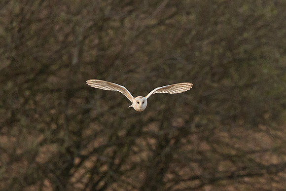 Barn Owl - RSPB Fowlmere