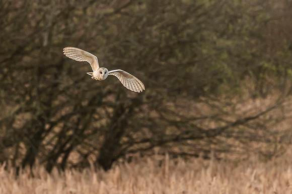 Barn Owl - RSPB Fowlmere