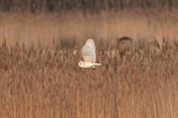 Barn Owl - RSPB Fowlmere
