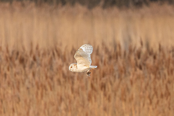 Barn Owl - RSPB Fowlmere