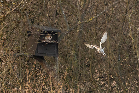Barn Owl - RSPB Fowlmere