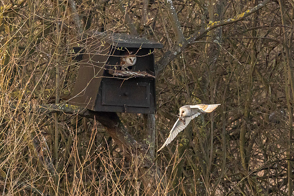 Barn Owl - RSPB Fowlmere