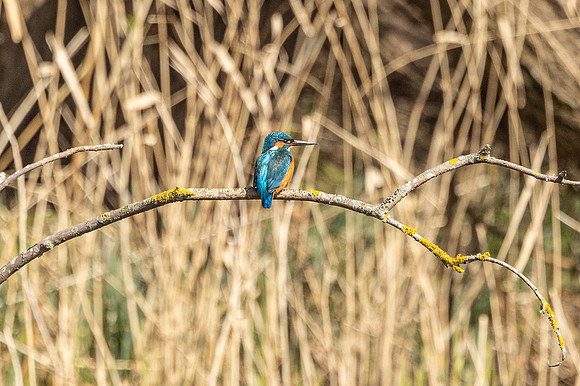 Kingfisher - RSPB Rye Meads