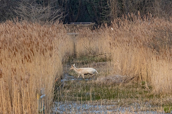Deer and Barn Owl in the distance - RSPB Fowlmere