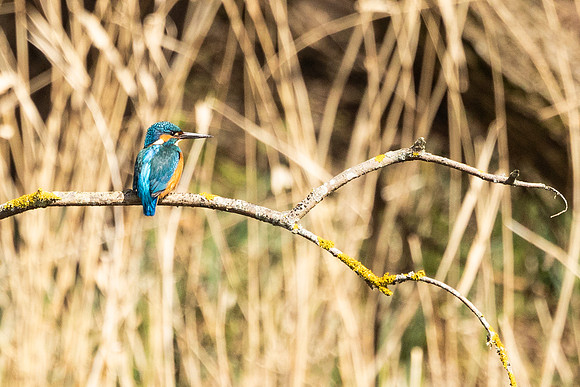 Kingfisher - RSPB Rye Meads