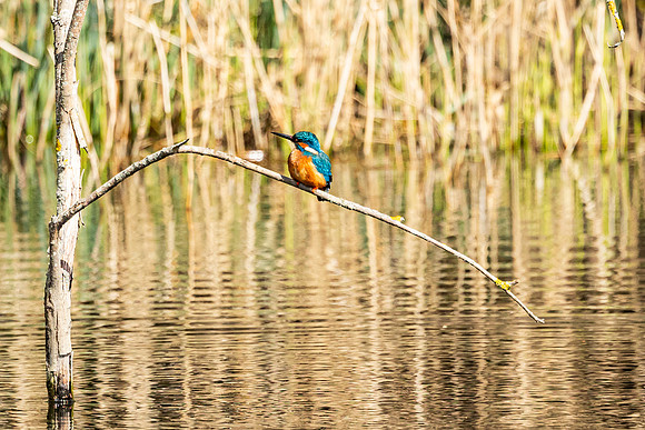 Kingfisher - RSPB Rye Meads