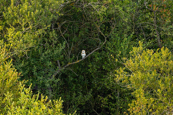Barn Owl - RSPB Fowlmere