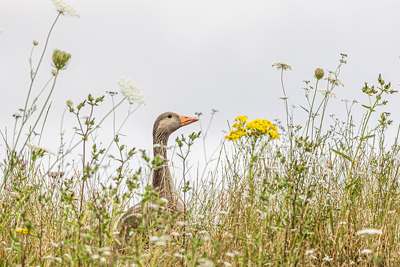 Greylag Goose - WT Lyndon Rutland Water