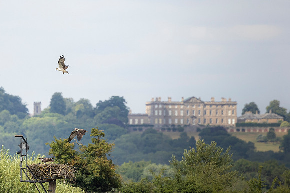 Osprey (in the distance) - WT Lyndon Rutland Water