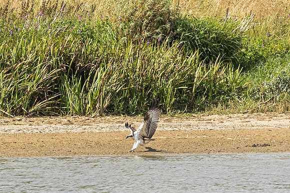 Osprey - WT Lyndon Rutland Water