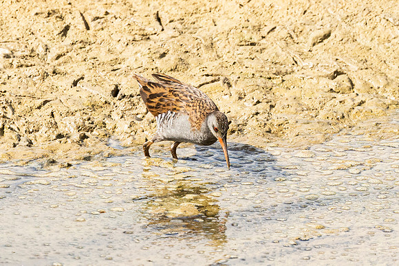 Water Rail - WT Lyndon Rutland Water