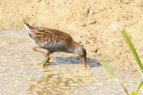 Water Rail - WT Lyndon Rutland Water