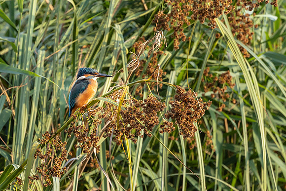 Kingfisher - RSPB Fowlmere
