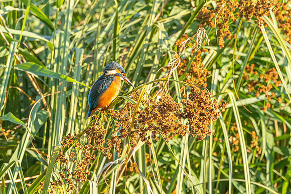 Kingfisher - RSPB Fowlmere
