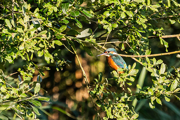 Kingfisher - RSPB Fowlmere