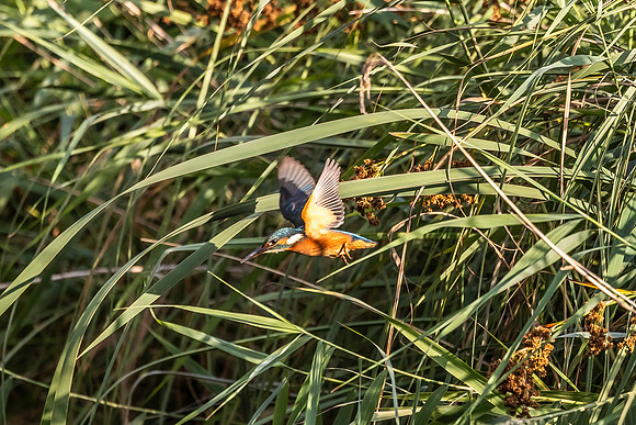 Kingfisher - RSPB Fowlmere