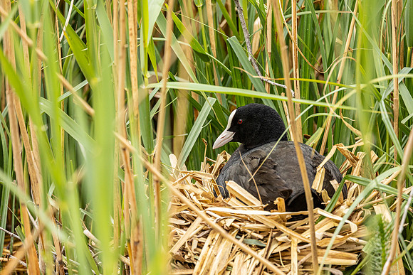 Coot - RSPB Fowlmere