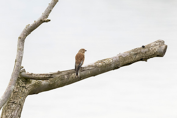 Linnet - RSPB Fowlmere