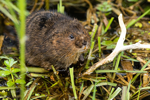 Water Vole - RSPB Fowlmere