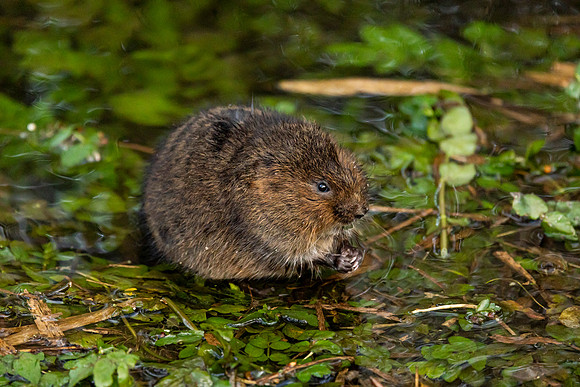 Water Vole - RSPB Fowlmere