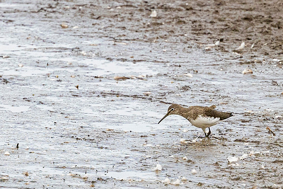 Green Sandpiper - RSPB Fowlmere