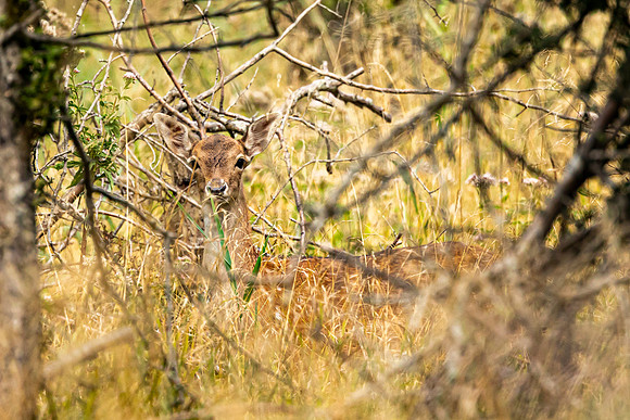 Deer - RSPB Fowlmere